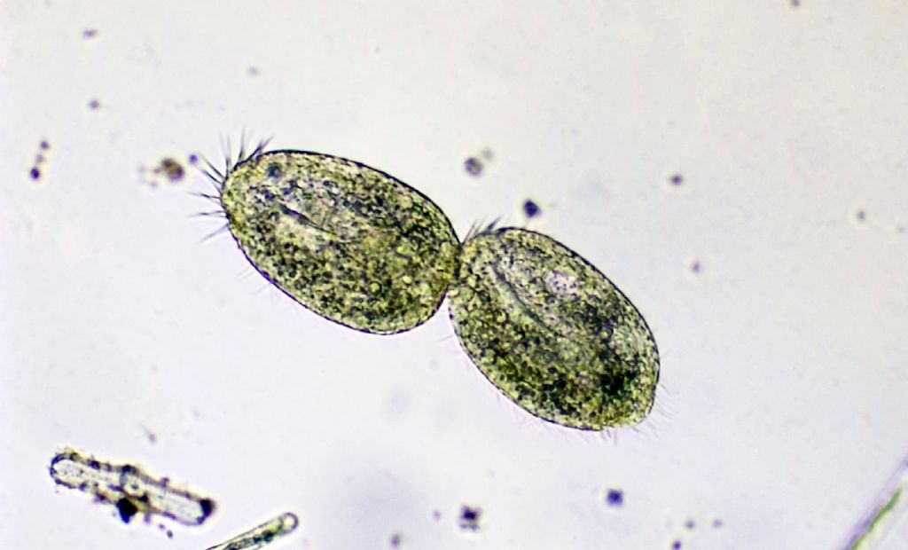 Oxytrichidae in divisione